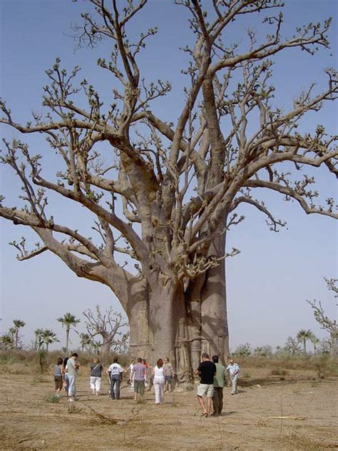 Group Senegal Baobab Picture Free Senegal Photos