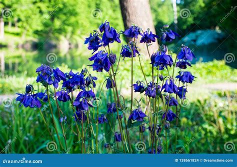 De Lente Wilde Bloemen Van Het Blauwe En Purpere Groeien In Een