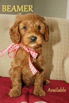 Check spelling or type a new query. Litter of 9 Australian Labradoodle puppies for sale in ANDOVER, MN. ADN-52021 on P… | Australian ...