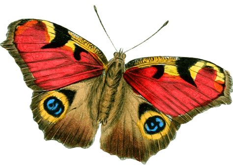 Download Butterfly Png Image Hq Png Image Freepngimg