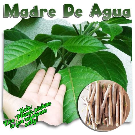 Plantita Homes Madre De Agua Plant Cuttings A Naturalorganic Feed