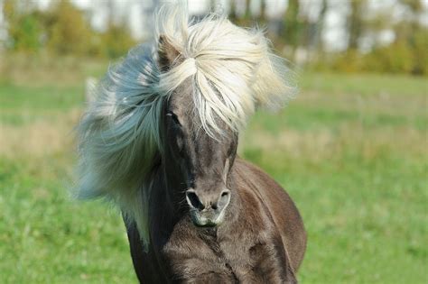 Kostenloses Foto Pferd Isländer Islandpferd Kostenloses Bild Auf