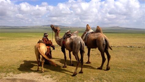 21st Century Nomads Life In The Mongolian Steppe