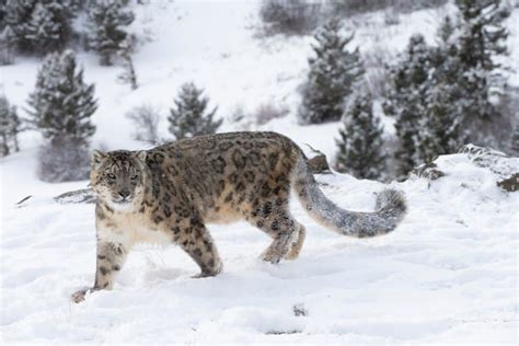 15 Spellbinding Snow Leopard Facts Fact Animal
