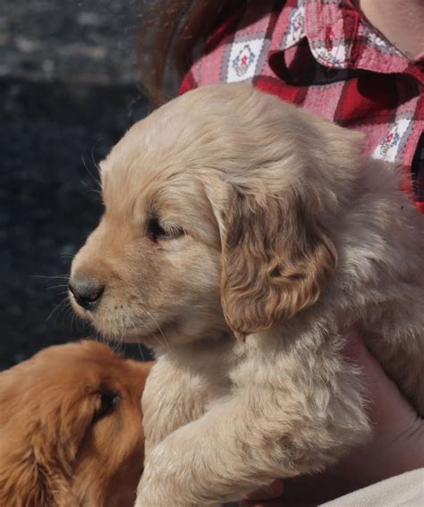 The golden retriever originated in the scottish highlands in the late 1800s and was used predominantly for hunting. Spring Day, Cute Puppies, and New Collars at Windy Knoll ...