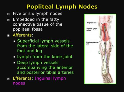 Popliteal Lymph Nodes