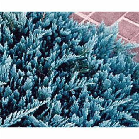 Browse our selection of slow growing conifer plants, perfect for the rock garden or adding colour and texture to the front of mixed beds and borders. A slow growing-coniferous tree growing up to 4m tall. It ...