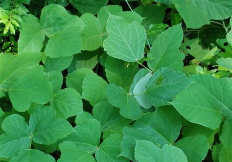 History And Use Of Kudzu In The Southeastern United States Alabama