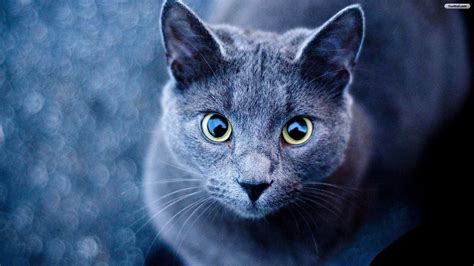 Blue Cat Wallpapers Top Free Blue Cat Backgrounds Wallpaperaccess