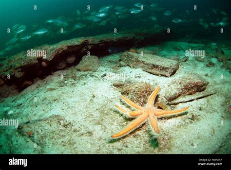Seven Armed Starfish In Brittany Waters France Luidia Ciliaris Stock
