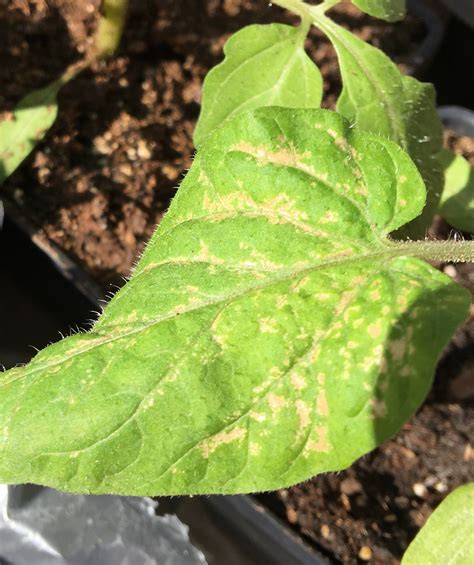Diagnosis What Is Causing Pale Discolored Patches On My Tomato
