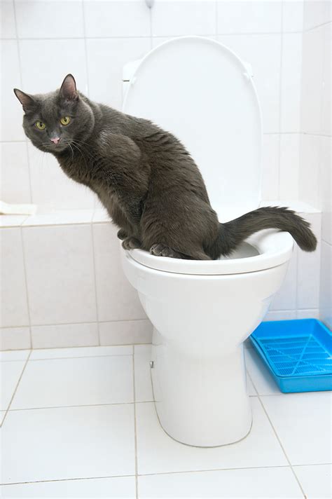 Potty Training A Cat Cat Meme Stock Pictures And Photos