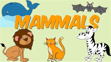We need to do better than that! Kids Learn about animals and what is a mammal with ...