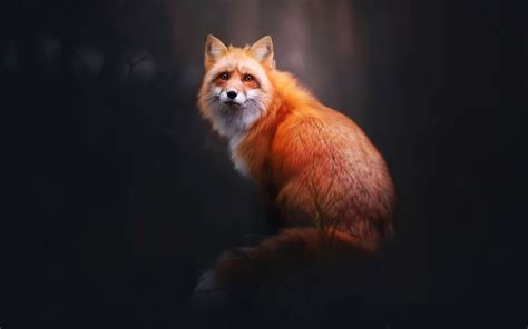 Fox Digital Art 4k Wallpaperhd Animals Wallpapers4k Wallpapersimages