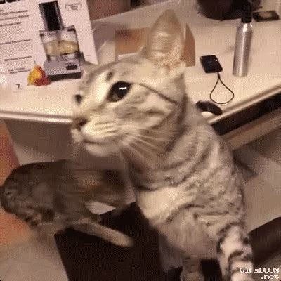Cat Cheese GIFs Find Share On GIPHY