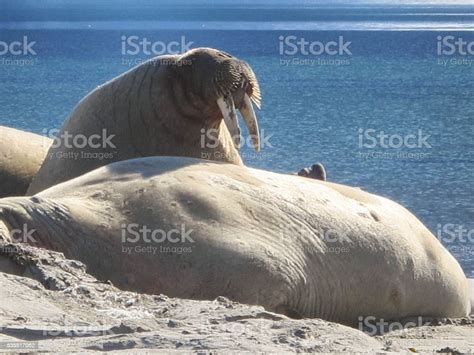 Walrus Whiskers And Tusks Stock Photo Download Image Now Animal