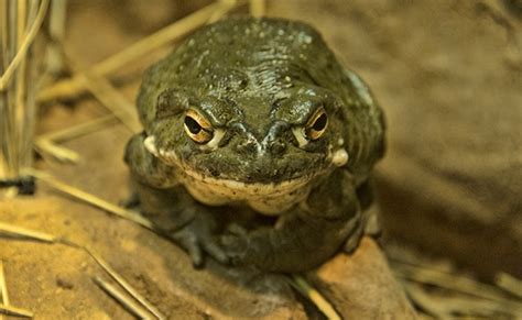Us National Park Service Tells Visitors To Stop Licking Toads To Get Hig