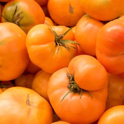 Amana Orange Tomato Heirloom Seeds — Seed Nerds