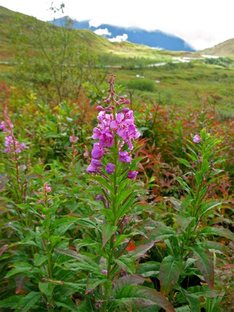 Chamaenerion Angustifolium Fireweed New Native Meadow Perennial