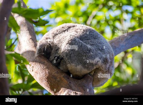 Koala Bear Sleeping On A Eucalyptus Tree Stock Photo Alamy
