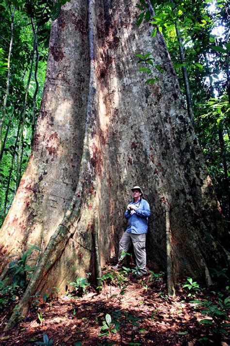 Semoga dengan video ini kita dapat mengenali pokok dan buah syurga ini dengan jelas. Jom Tengok Pokok Terbesar Di Malaysia, Dekat Tasik Kenyir ...
