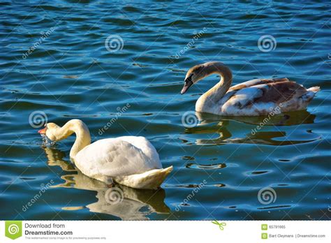 Dos Cisnes Preciosos Hermosos En Un Lago Azul Imagen De Archivo