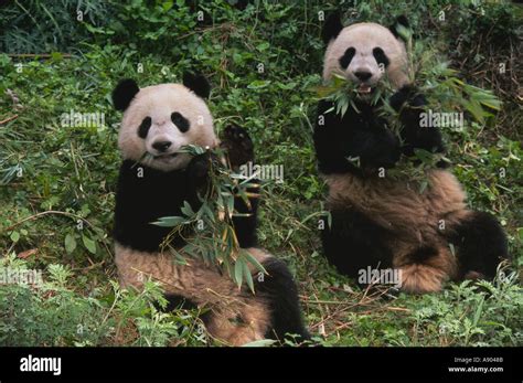 Dos Pandas Gigantes Comiendo En El Bosque De Bambú Panda Reserva Wolong