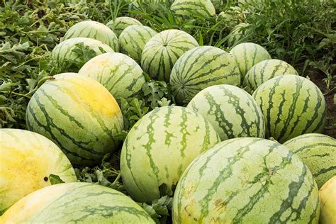 How To Pick A Ripe Watermelon Gardeners Path