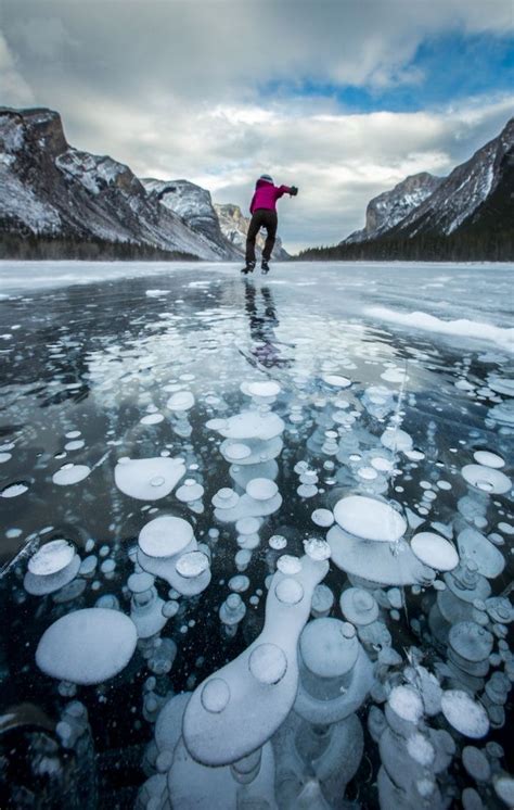 Methane Gas Bubbles Underneath Vermillion Lakes In Banff National Park