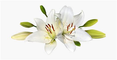 Easter Lily Png Free Transparent Clipart Clipartkey