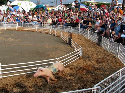 09 Tn State Fair 61 Racing Pigs With Randalls Racing Pi Flickr