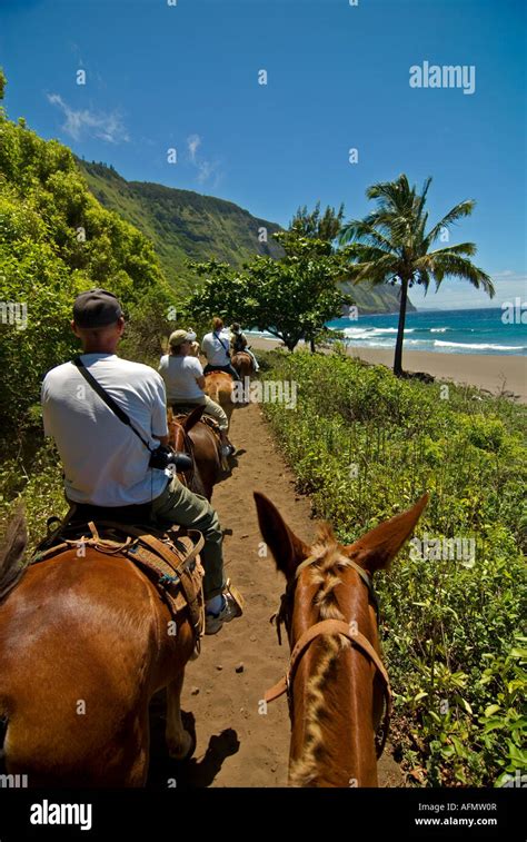 Molokai Mule Ride Hawaii Island Kalaupapa National Park Stock Photo Alamy