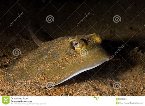 Stingray Underwater Royalty Free Stock Images Image