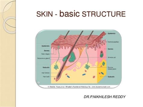 Skin Structure And Development