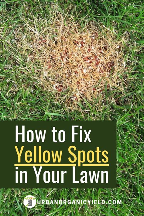 Get Rid Of Yellow Spots In Your Lawn