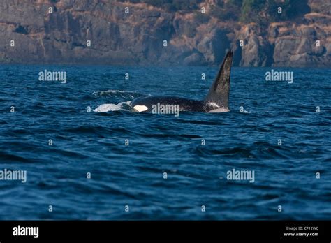 A Transient Orca Whale Orcinus Orca Killer Whale Side View In The