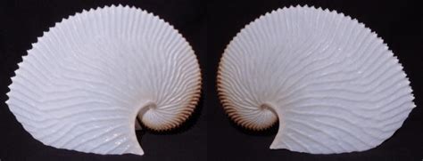 Paper Nautilus Argonauta Argo 195mm Found This In A Shell Shop On