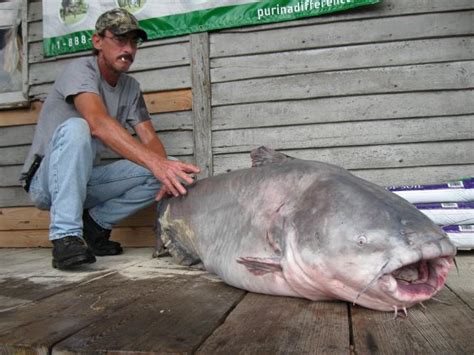 Update St Louis Area Angler Catches 130 Pound Blue Catfish Breaks
