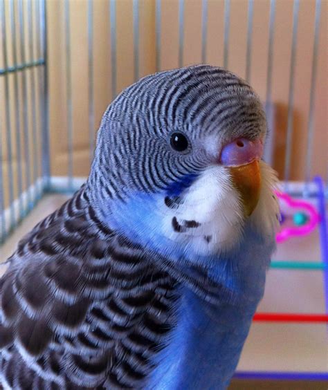 Budgies Are Awesome Budgie Of The Month Pico