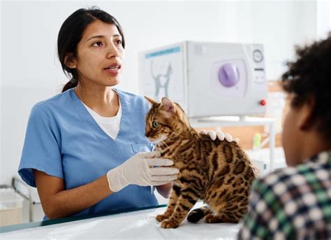 Cushings Disease Hyperadrenocorticism In Cats Petmd