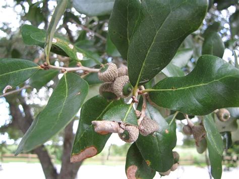 7 Common Types Of Oak Trees In Virginia Progardentips