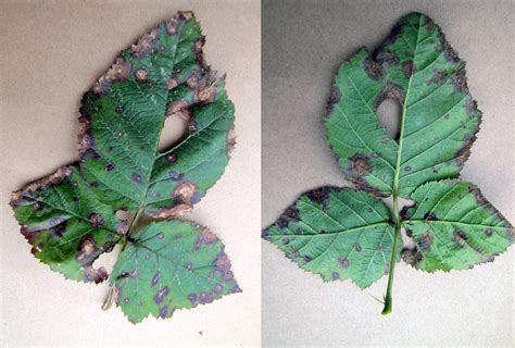 Raspberry yellow leaves brown spots. Blackberry (Rubus spp.)-Septoria Leaf Spot | Pacific ...