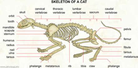 A cat's tail is an extension of its spine, made up of vertebrae bones, blood vessels, and muscle. The Feline vs. The Human Skeleton - ALL ABOUT PURRSONALITY