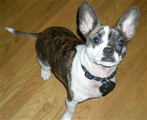 The high price of a frenchbo puppy is usually because of the breeding process. Boston Terrier or French Bulldog?