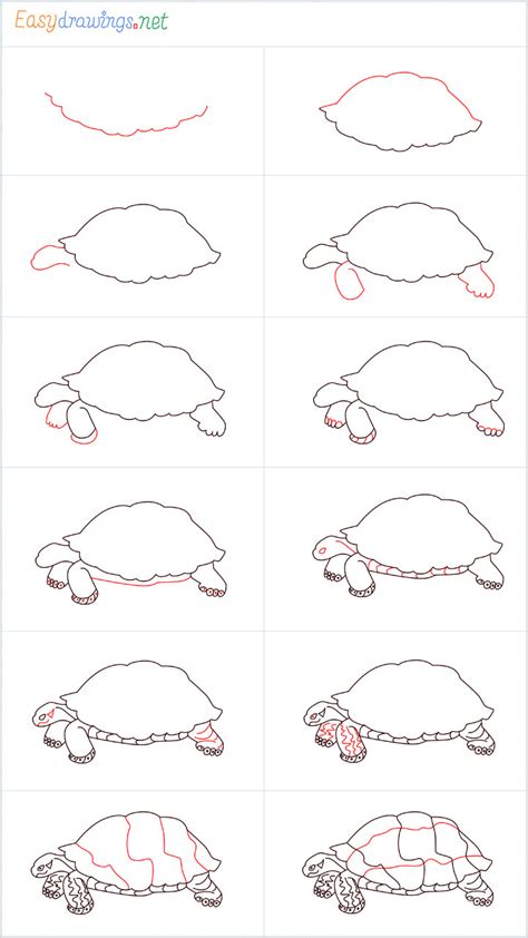 How To Draw A Turtle Step By Step 12 Easy Phase