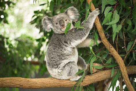 For celebrities, looking good is part of the job. What Do Koalas Eat? - WorldAtlas