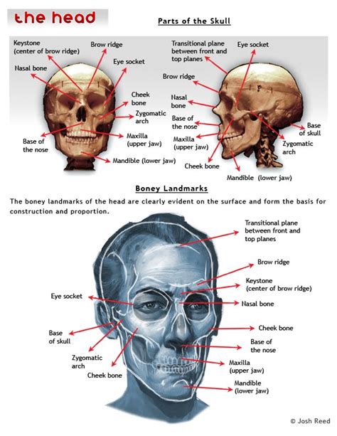 How many bones can you find in the human body?: Drawsh: Boney Landmarks of the Head