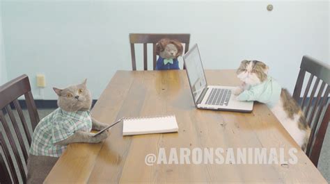 When Cats Have A Meeting In The Workplace Aarons Animals Videos