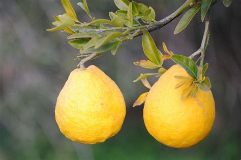 What Is A Sweet Lemon Learn How To Grow Citrus Ujukitsu Trees