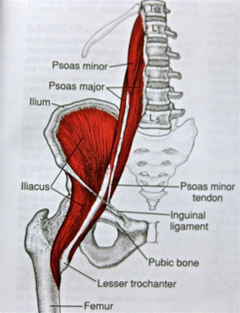 Low Back Muscles Hip The Psoas Iliacus Quadratus Lumborum And